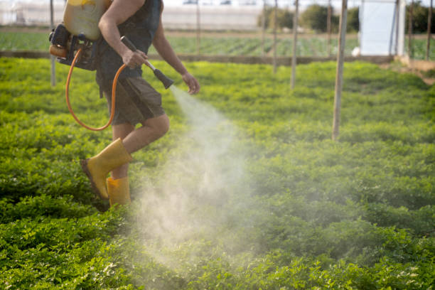 Best Wasp Removal Services  in Banks Springs, LA