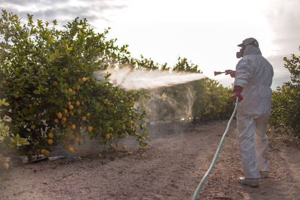 Best Cockroach Control Services  in Banks Springs, LA