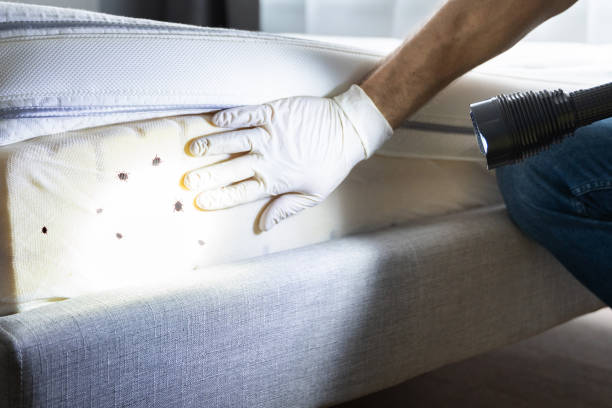 Best Wasp Removal Services  in Banks Springs, LA