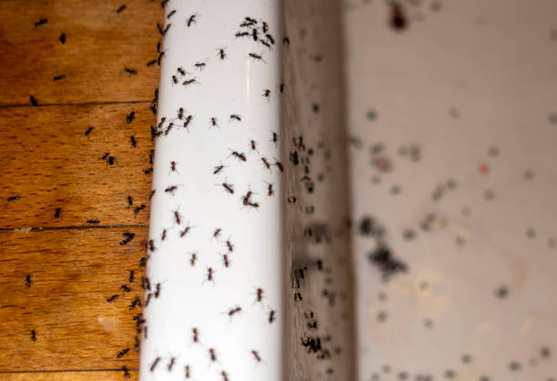 Best Affordable Pest Control Services  in Banks Springs, LA