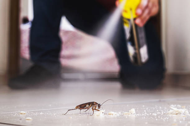 Best Mosquito Control Services  in Banks Springs, LA
