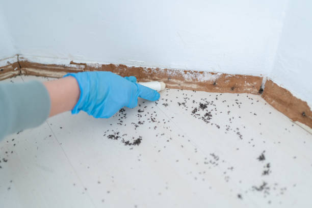Best Exterminator Services  in Banks Springs, LA